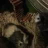Lottie_Guinea