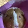 TammyGuineapig