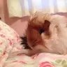 pipsqueaking
