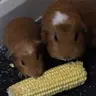 Mums piggies