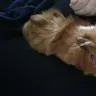 J-Piggies