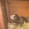 Nicola_1203