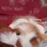 TheCutePiggies