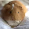 Johann