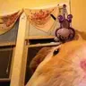 Herbadurp