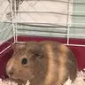 Newpiggyparents