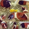 DuckysDoll