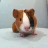 Sparky2016