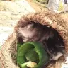 Mrpiggs