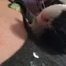 Cococabana