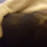 FluffyB