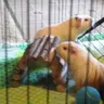 PopcornPiggies