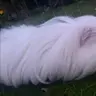 pabloandscrat