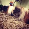 Presley Pie