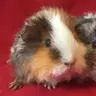 hollypoppyandrosie