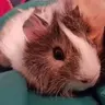 Piggiedennis