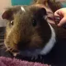 Noogielove