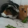 3cutepiggies