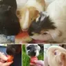 Watermelon-Pets