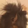 Gorgeous Guinea