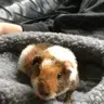 Dwafffamily