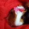 GuineaPigGrammy