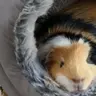 PandaBaird
