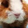 guineapiglover8