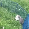 Piratethepig