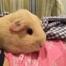 Butter Cup