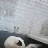 SvetlanaPiggies