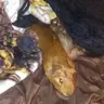 guineasparadise