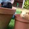 Buddy & Biscuit