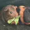 Guinea_Girl
