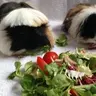 PlushPiggies