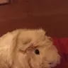 Guineapig lover