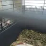 Beaniepiggy