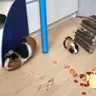 Rosie+fcdbbt