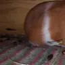 PiggyPapa123