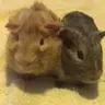 LavaGuineaPig