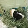 Moose the Pig