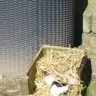 Guinea_PigLover