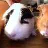 Rolo_and_Sophie