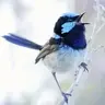 BlueBird