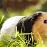 newguineapig