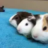 Jill's Piggies