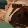 Hamstersrsweet