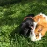 Cavy_lover_28