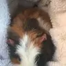 jenna piggybaby