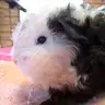 Mivvy